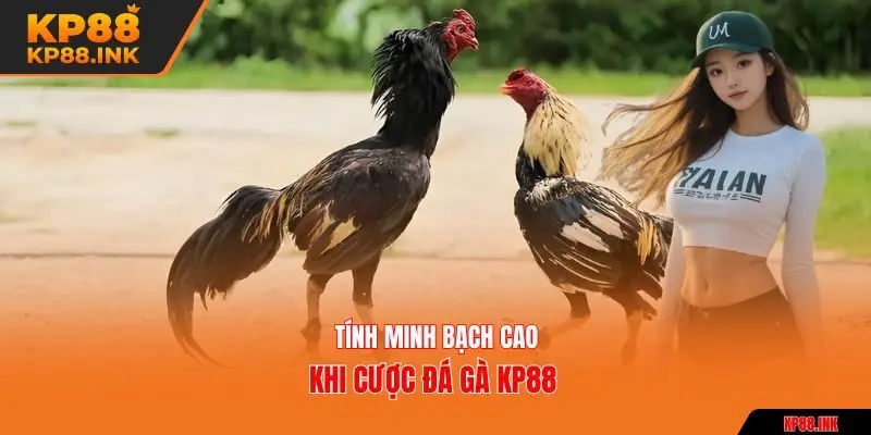Tính minh bạch cao khi cược đá gà KP88 